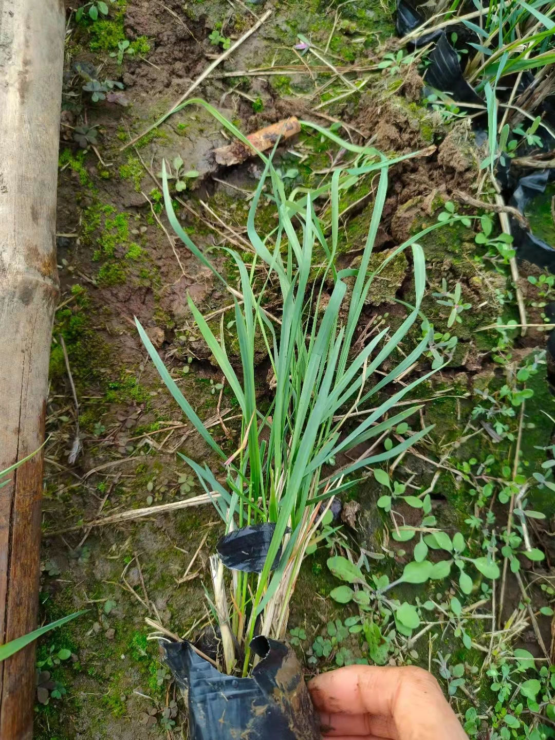 威海鼠尾草多少钱