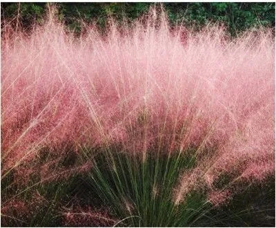 湖南粉黛乱子草花海种植