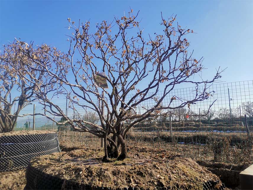 上海紫斑牡丹苗种植基地