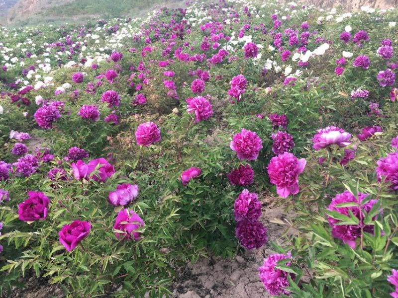 天津牡丹小苗种植基地