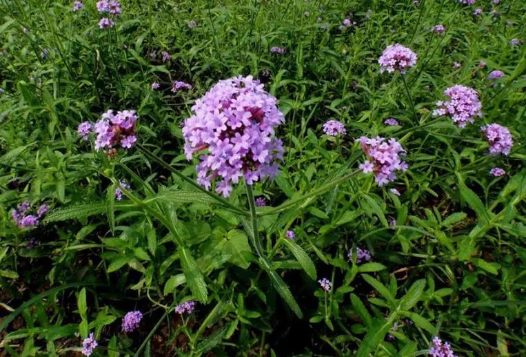 青岛柳叶马鞭草哪里好