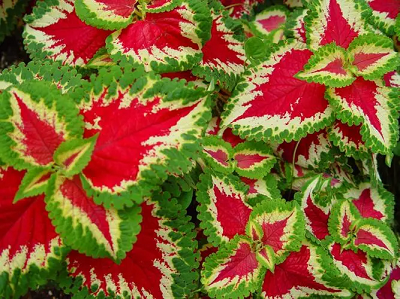 天津金边彩叶草种植