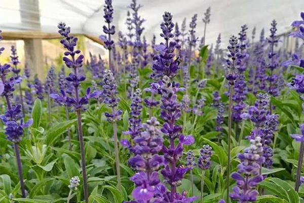 青岛千屈菜杯苗培育基地