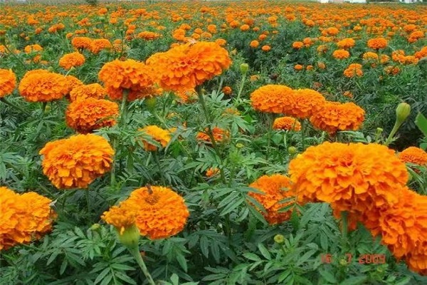 北京万寿菊盆栽供应