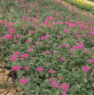 河南草花美女樱种植基地