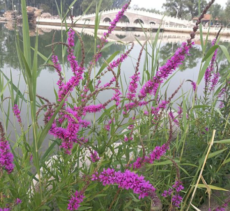 江苏千屈菜花苗种植基地