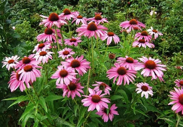 甘肃紫色松果菊基地