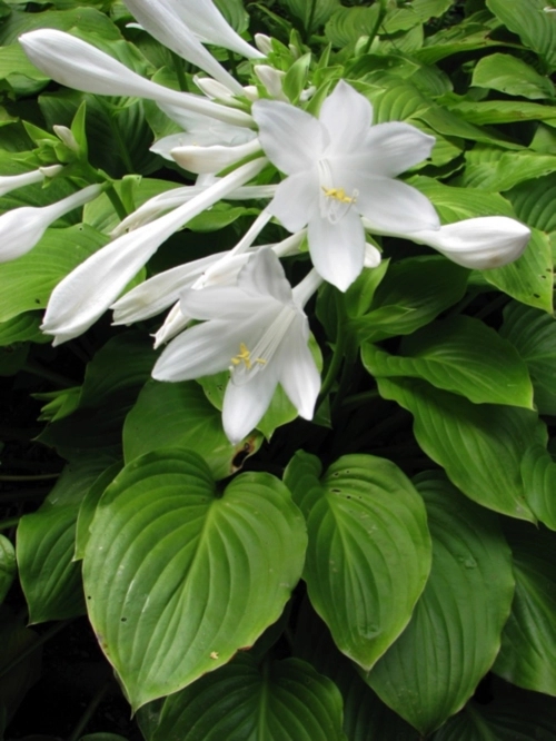 湖北花叶玉簪种植基地