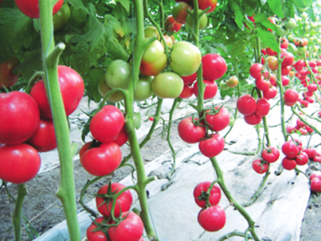 河南大粉西红柿种苗零售
