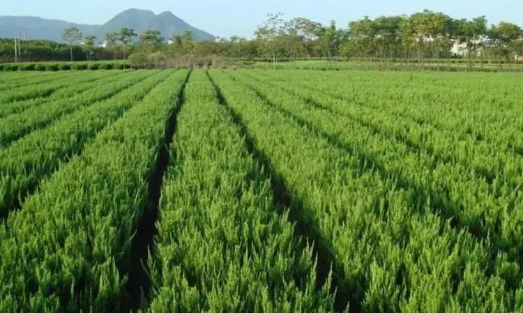 河北龙柏培育基地