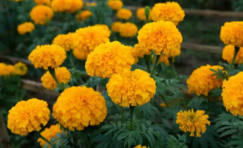 四川工程用万寿菊种植基地