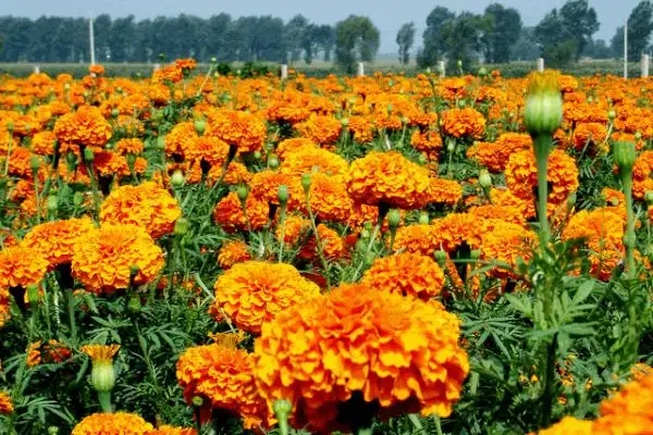 河北万寿菊小苗种植基地