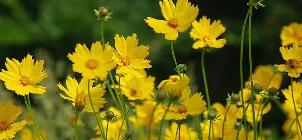 辽宁金鸡菊种植