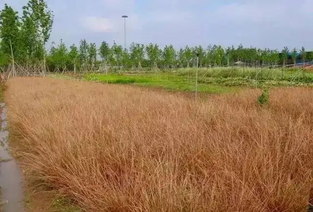 浙江棕红苔草杯苗基地