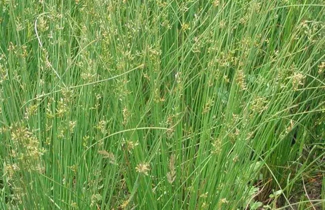 山西灯芯草地栽苗基地