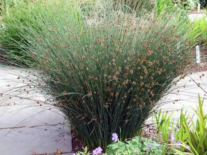 陕西灯芯草小苗价格