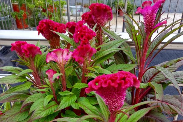 湖北鸡冠花种苗种植基地