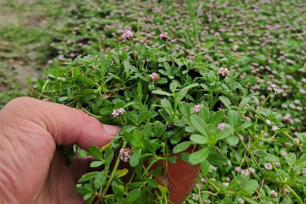 河北姬岩垂草幼苗哪家好