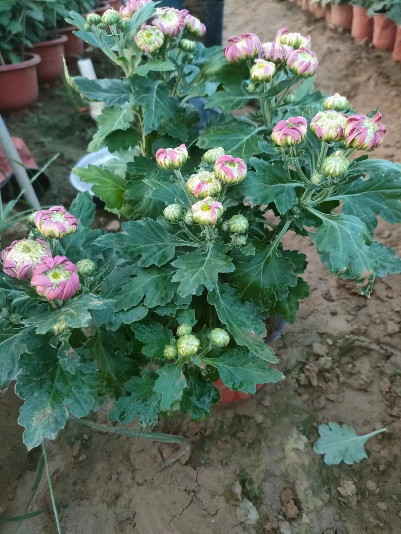 广西菊花苗子批发商