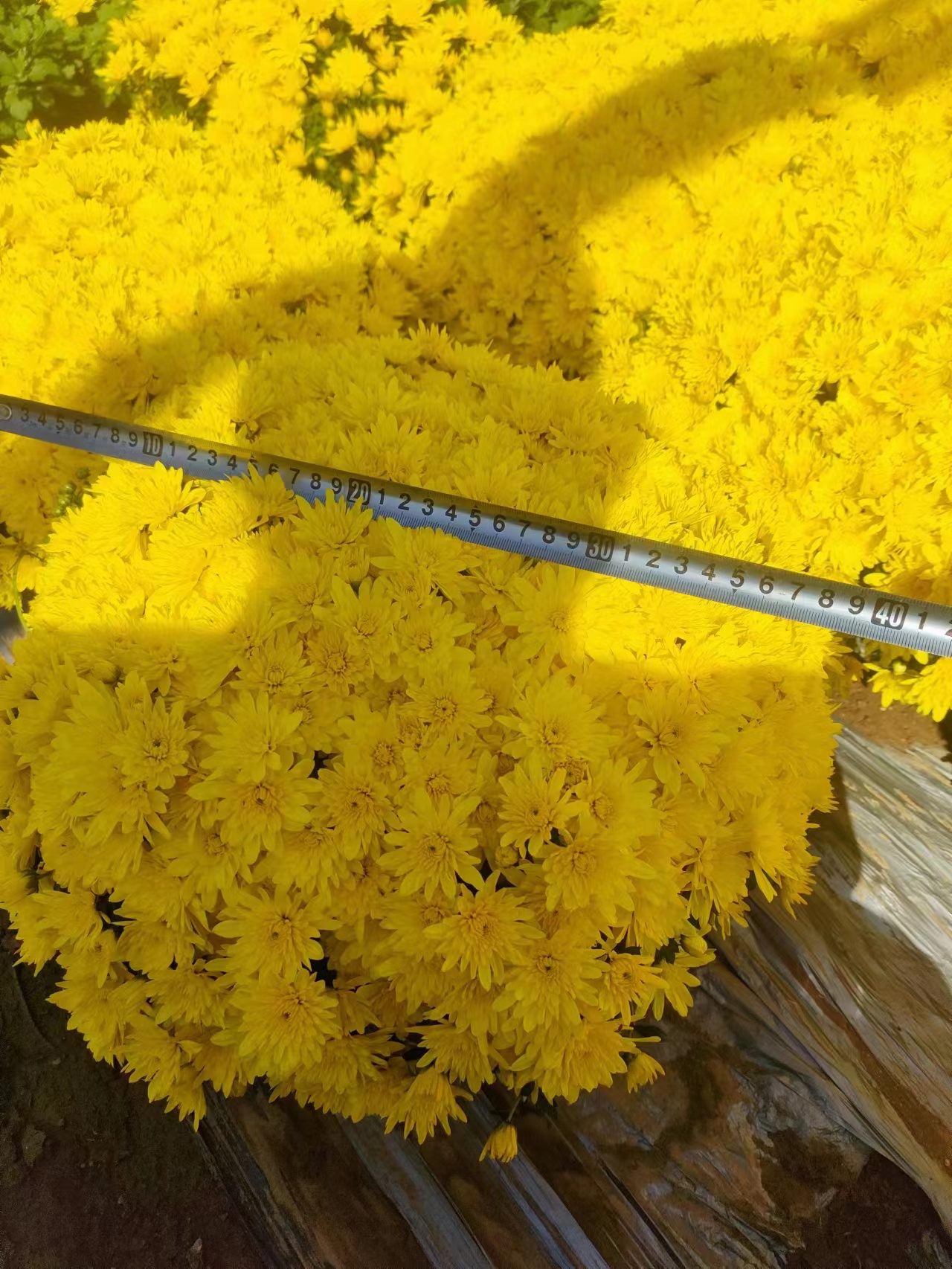 北京菊花花苗种植基地
