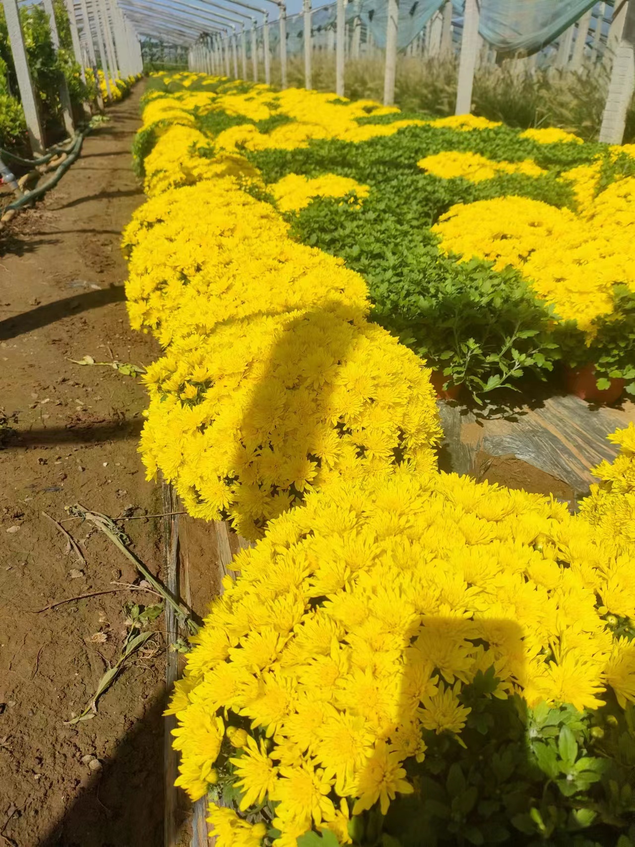 北京菊花苗批发
