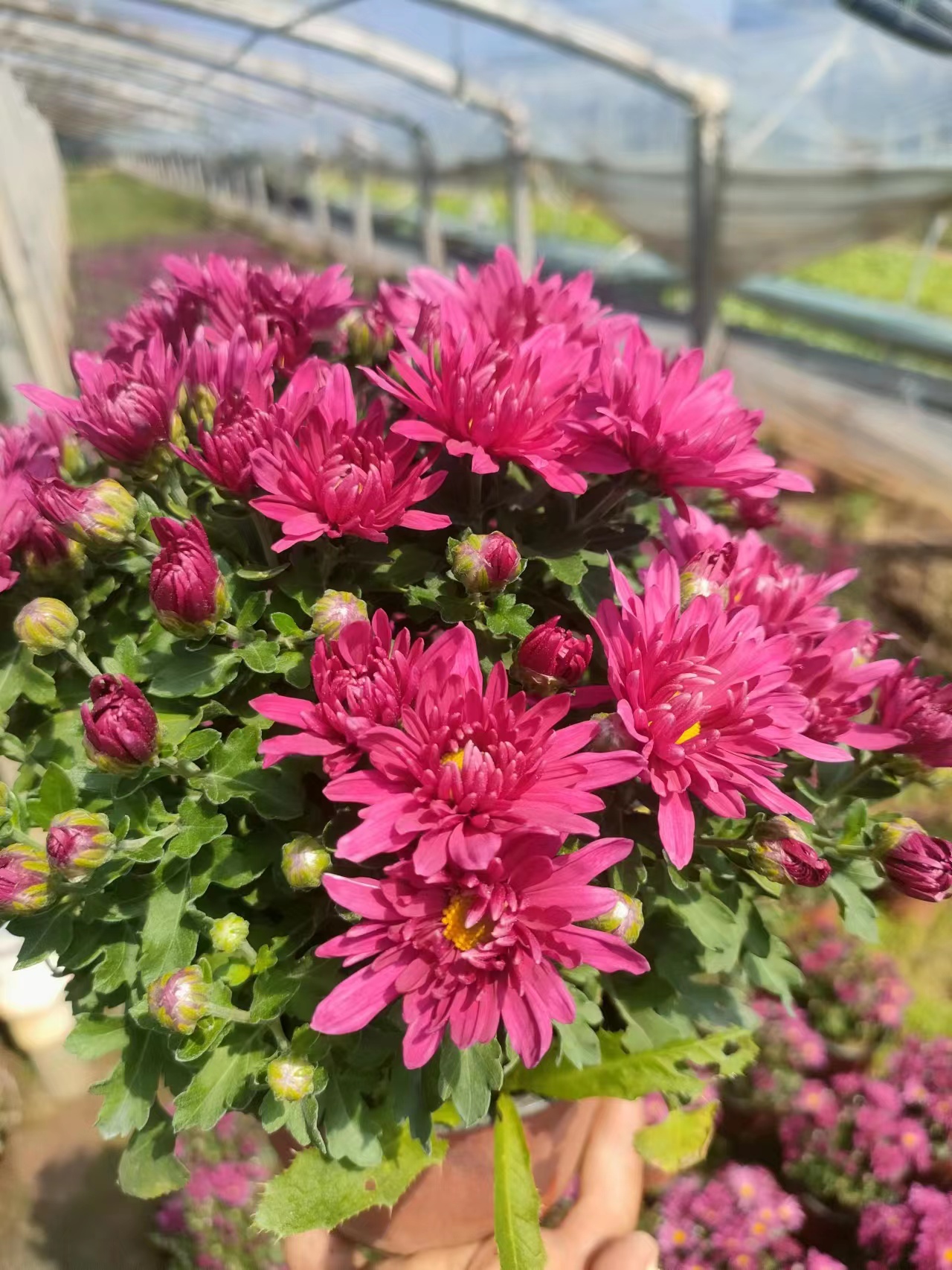 江苏菊花价格,菊花杯苗供应商