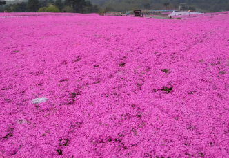 山东芝樱花海苗报价