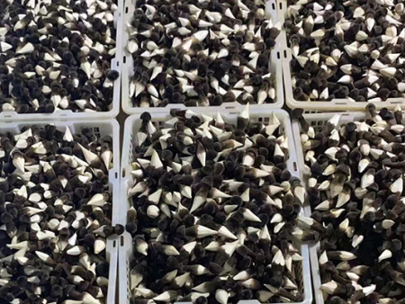 菌類種植技術(shù)推廣 黑皮雞樅菇大棚蘑菇空調(diào)一體機(jī)設(shè)計(jì)