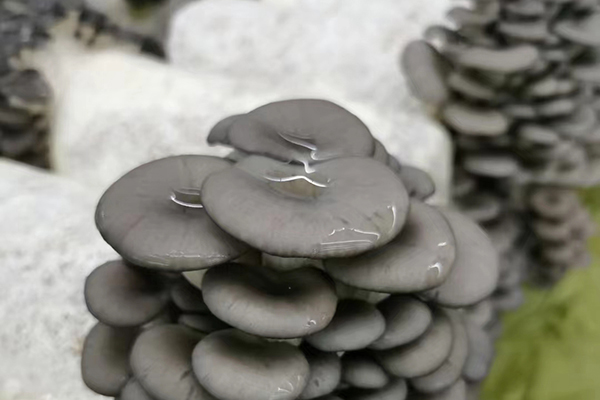 天津菌类温室种植技术图片