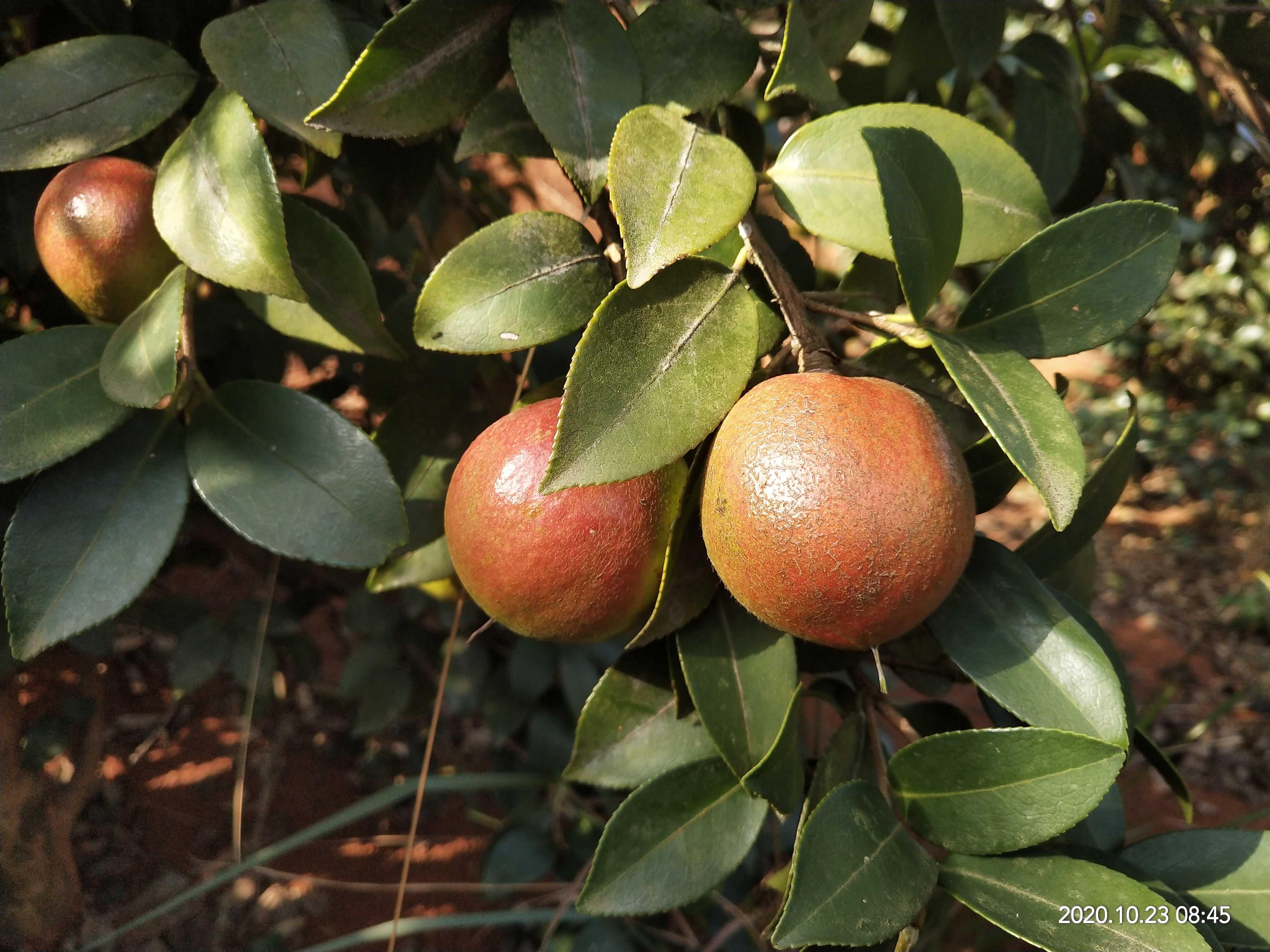 湖北山茶油加工厂