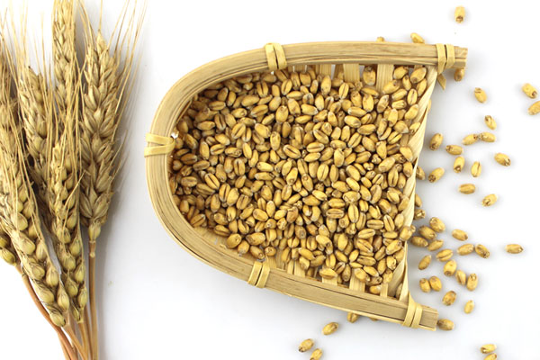 内蒙古小麦芽Pale Wheat Malt厂家供应