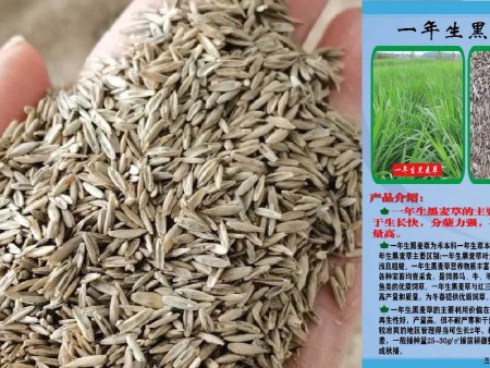 陇南高羊茅种子公司,黑麦草种子厂家
