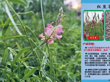 西宁白三叶种子哪里有