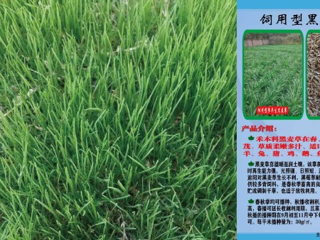 天水菊苣种子专卖店,无芒雀麦种子专卖店
