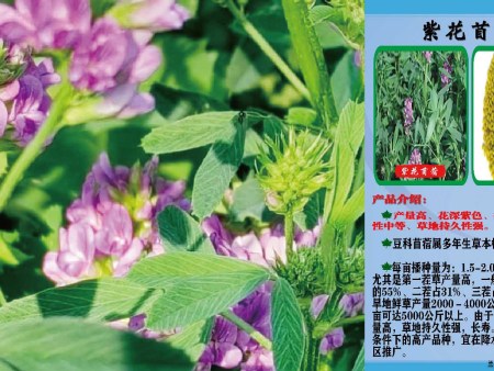平凉芨芨草种子批发