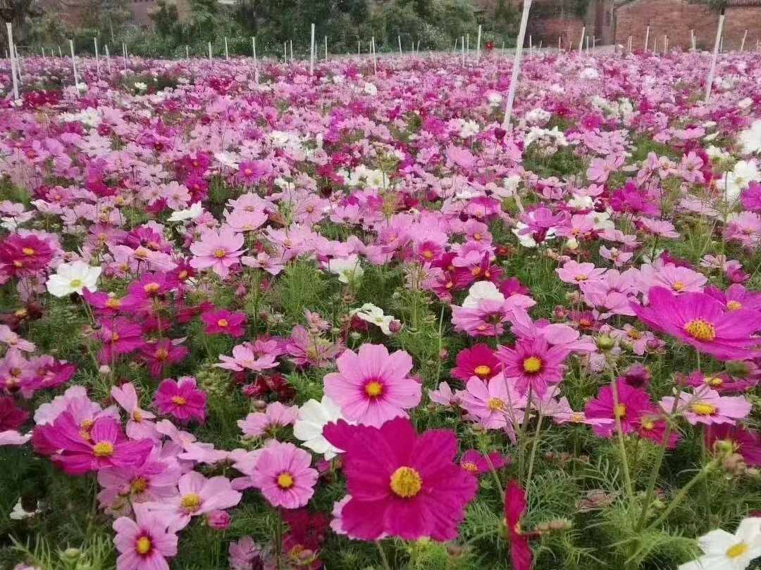 银川凤仙花种子哪里有