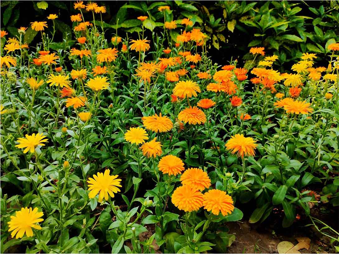 临夏波斯菊种子种植基地