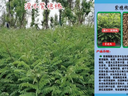 吴忠胡枝子,柠条种子