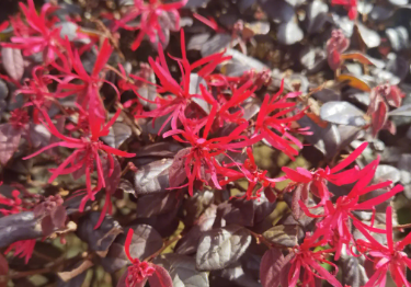 江西红花檵木小苗种植基地