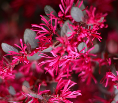 山西红花檵木小苗供应