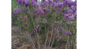 紫丁香苗木厂家