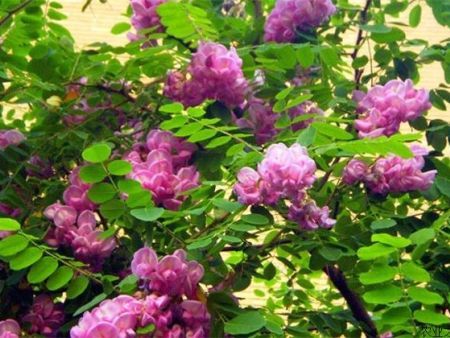 兰州丁香苗木基地-丁香树移栽注意事项和养护