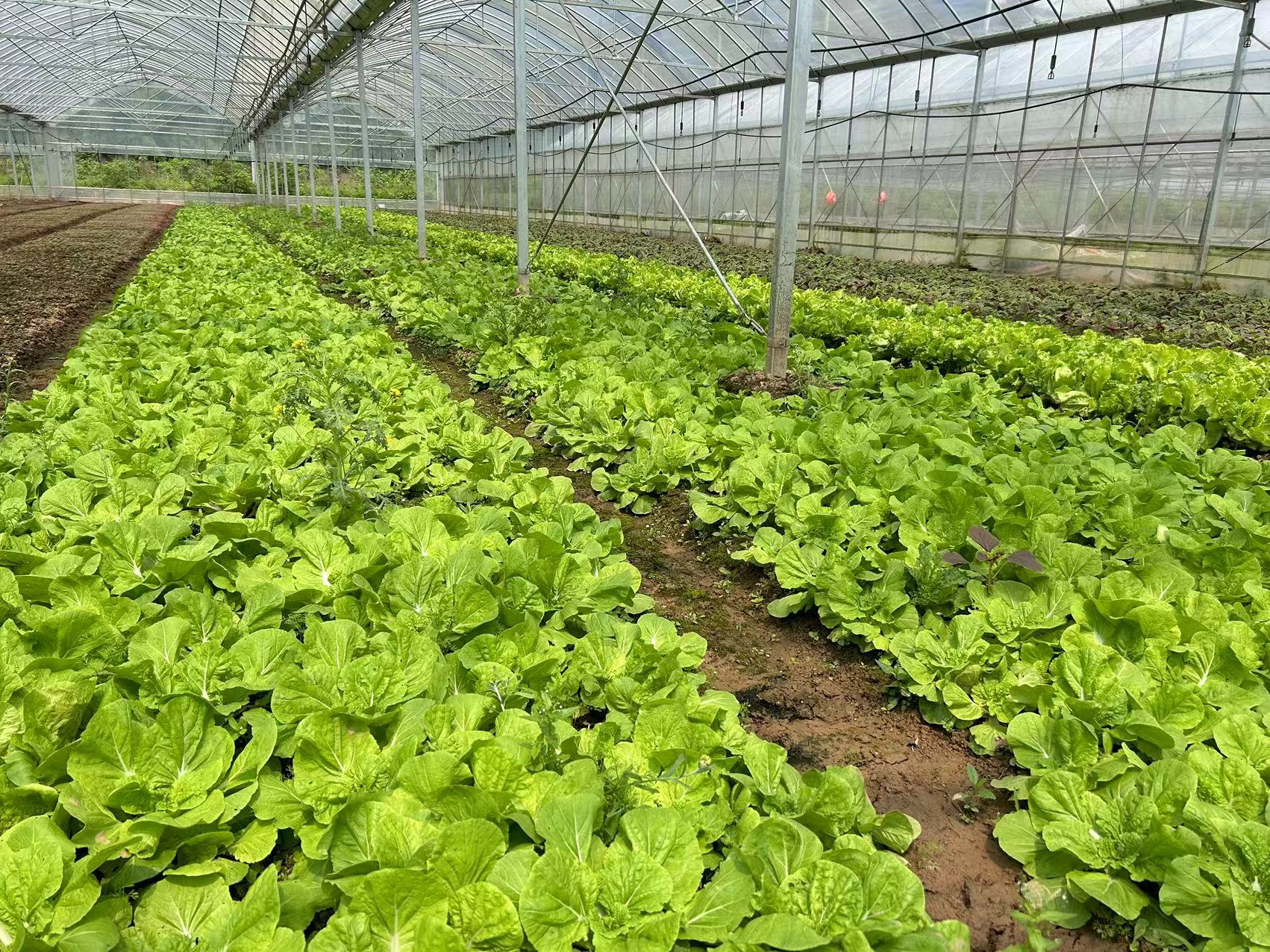 四川大棚有机蔬菜种植