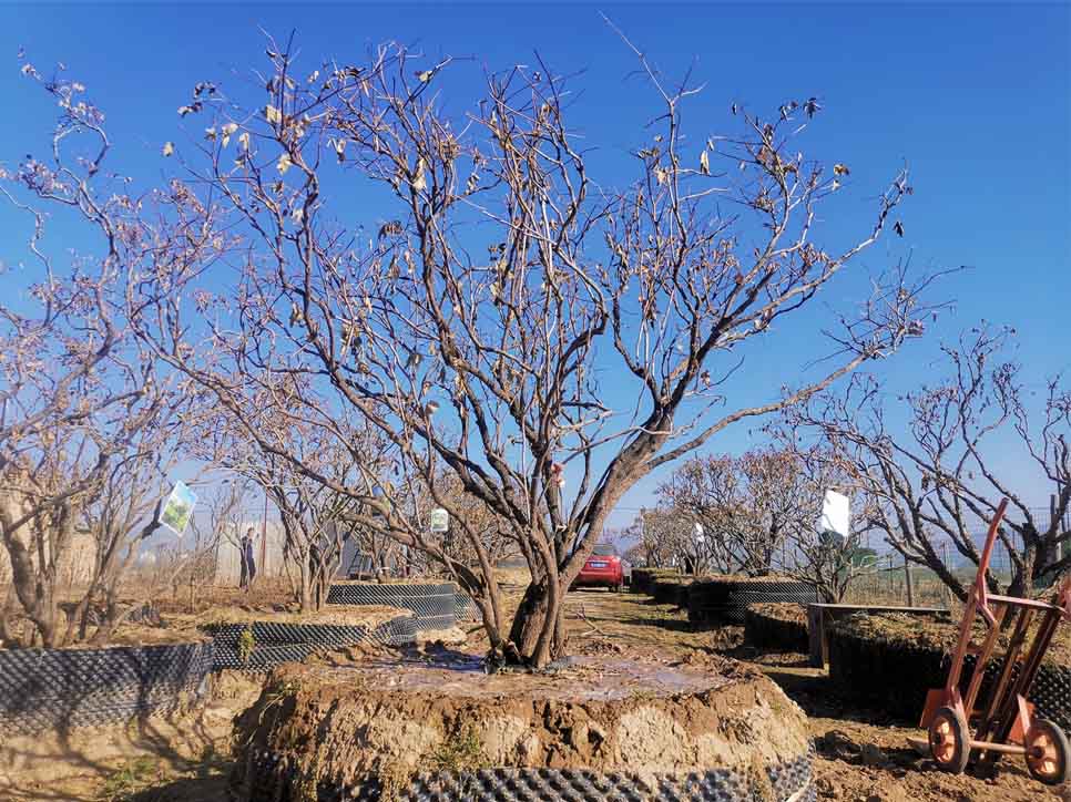 甘肃牡丹树基地