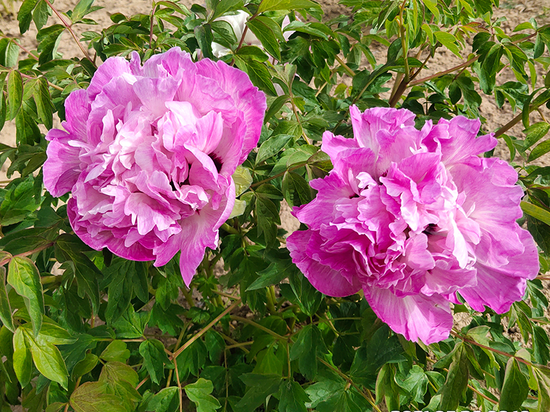 银川牡丹花苗介绍