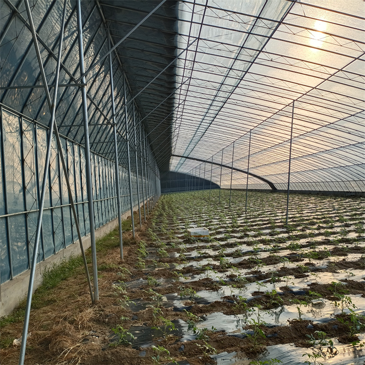 山西西红柿种植薄膜温室建造