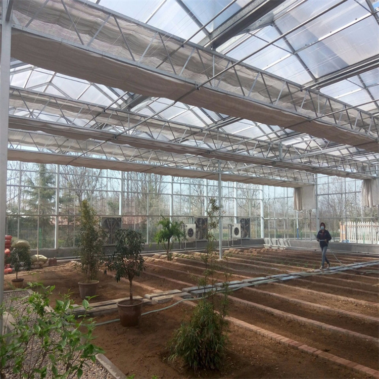 安徽发财树种植阳光板温室工程