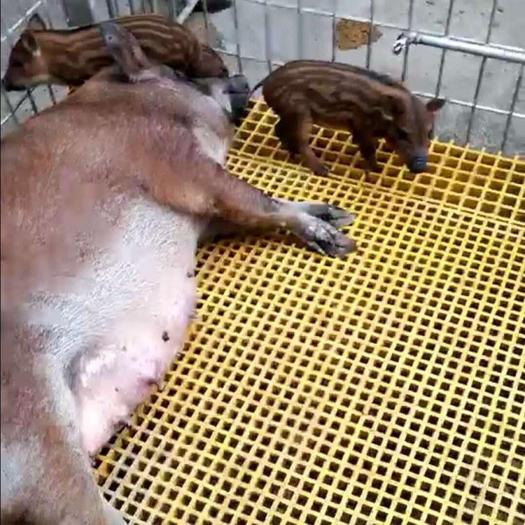 重庆养殖厂小孔格栅板供应