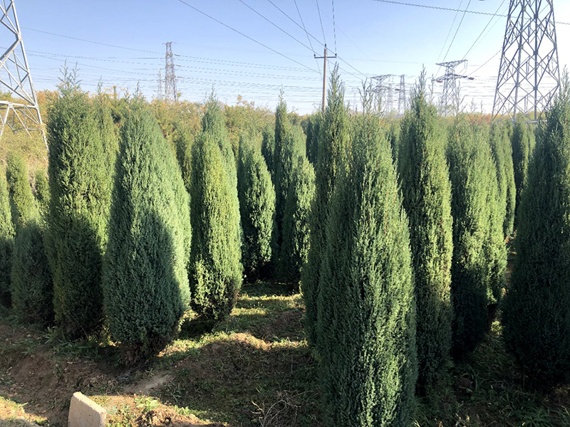 刘家峡银杏树苗圃哪家好