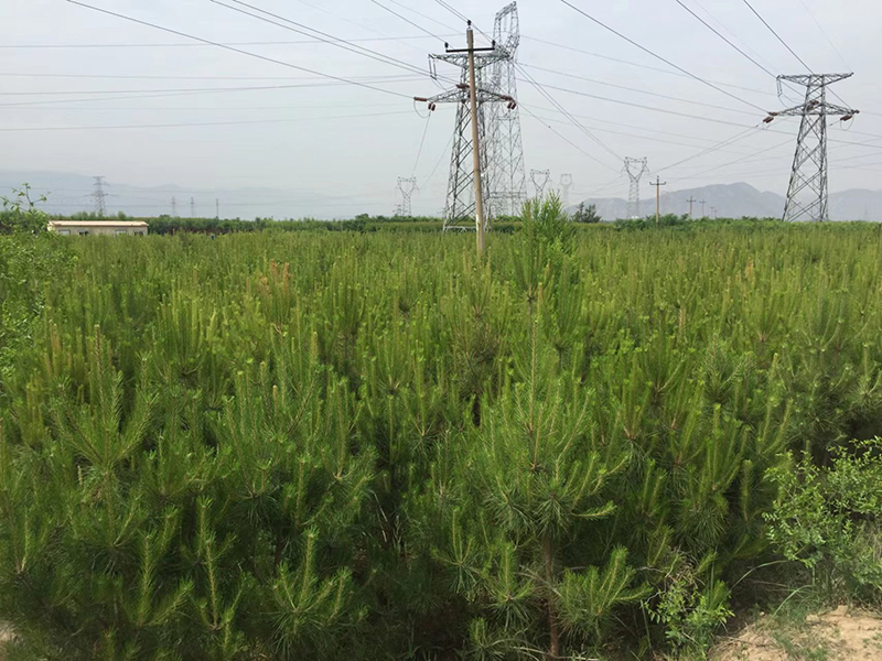 临夏园林绿化苗木基地